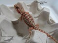 /album/thor-x-chloe/trans-het-hypo-male-n%c2%ba5-jpg/